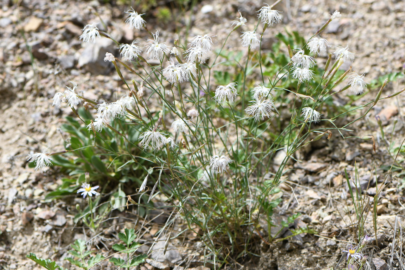 Изображение особи Dianthus tianschanicus.