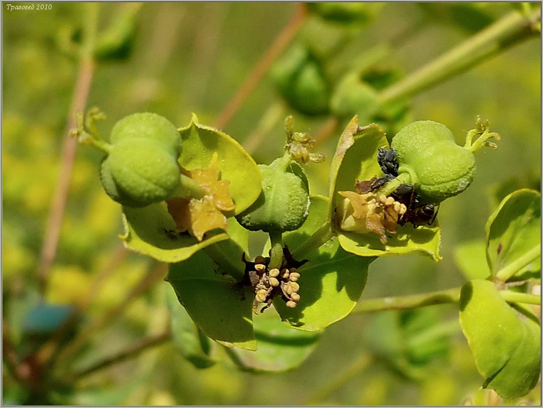 Изображение особи Euphorbia virgata.