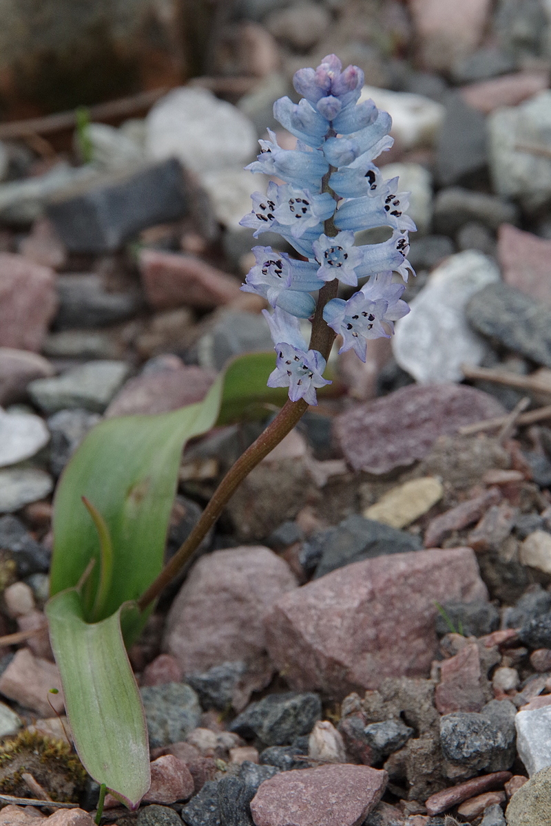 Image of Hyacinthella nervosa specimen.