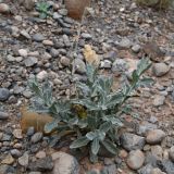 Jurinea pteroclada. Вегетирующее растение с прошлогодним цветоносом. Таджикистан, Согдийская обл., Исфара, пестроцветы. 1 мая 2023 г.