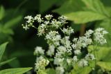 Galium physocarpum. Соцветие с цветками и плодами. Новгородская обл., Новгородский р-н, дер. Юрьево, окр. музея «Витославлицы», берег. оз. Мячино под откосом дорожной насыпи, травяной ивняк. 24.07.2023.