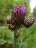 Cirsium heterophyllum. Развивающееся соцветие. Московская обл., г. Дубна, лесопарк, смешанный лес, небольшая поляна. 17.06.2023.