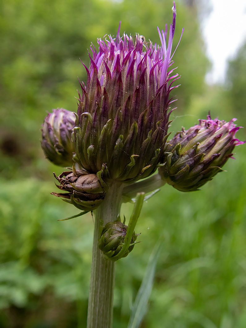 Image of Cirsium heterophyllum specimen.