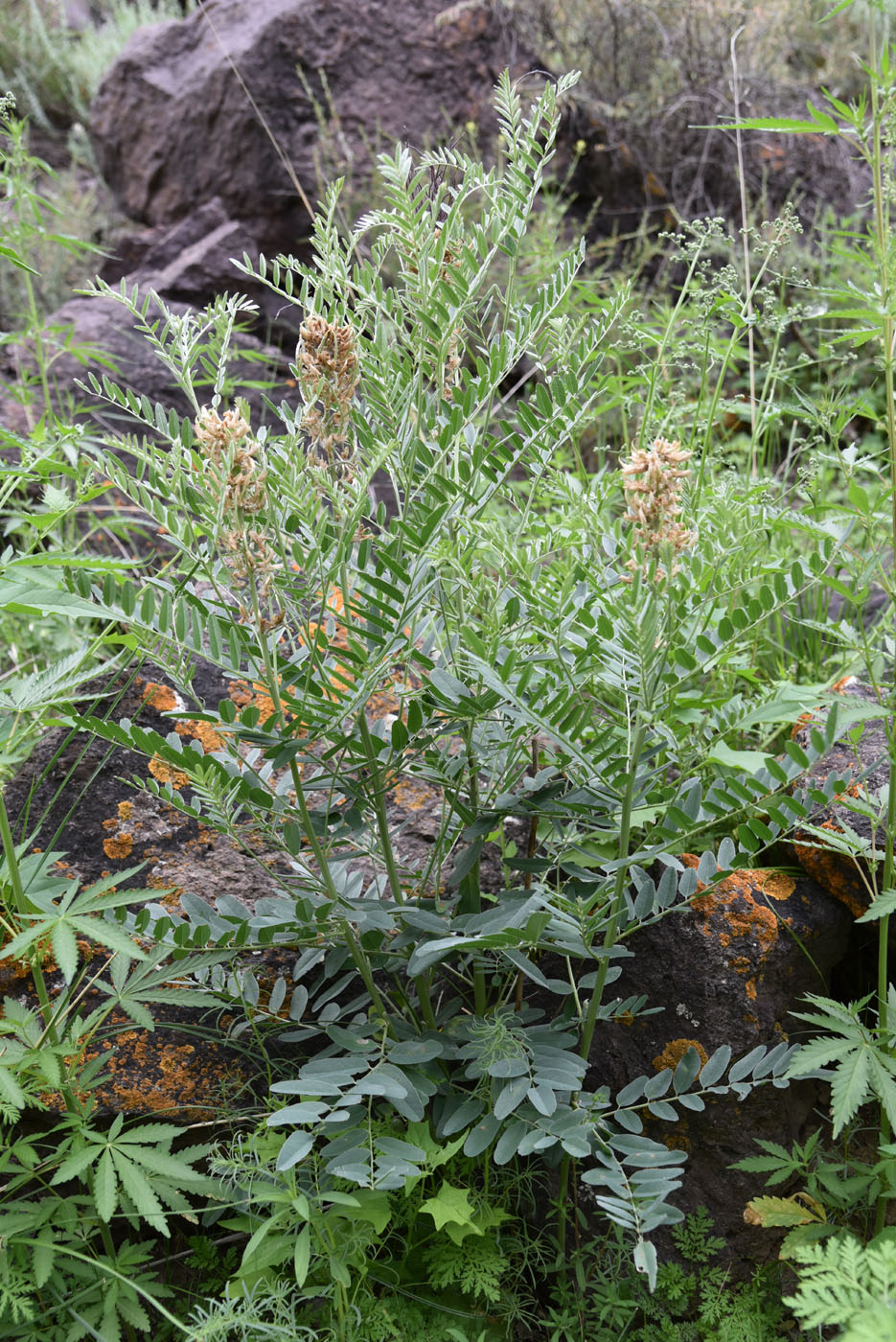 Image of Pseudosophora alopecuroides specimen.