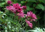 Chrysanthemum indicum. Верхушки цветущих растений. Московская обл., Раменский р-н, окр. дер. Хрипань, садовый участок. 30.07.2023.