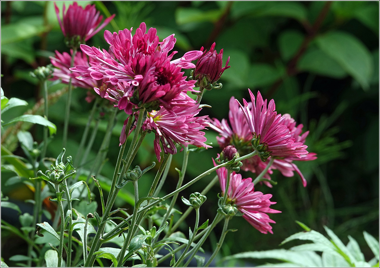 Image of Chrysanthemum indicum specimen.