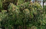 Cyperus involucratus. Цветущие растения. Египет, мухафаза Каир, г. Каир, пруд, в воде у берега. 08.05.2023.