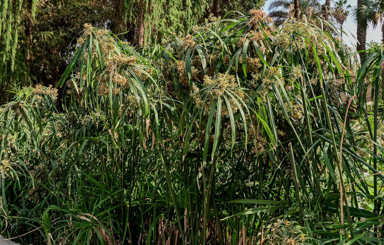Image of Cyperus involucratus specimen.