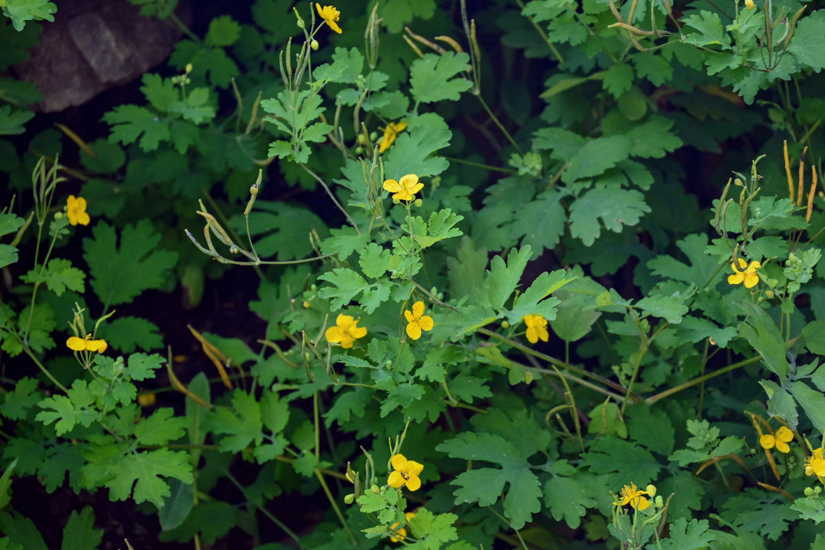 Image of Chelidonium majus specimen.