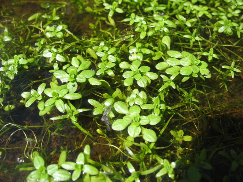 Image of Callitriche palustris specimen.