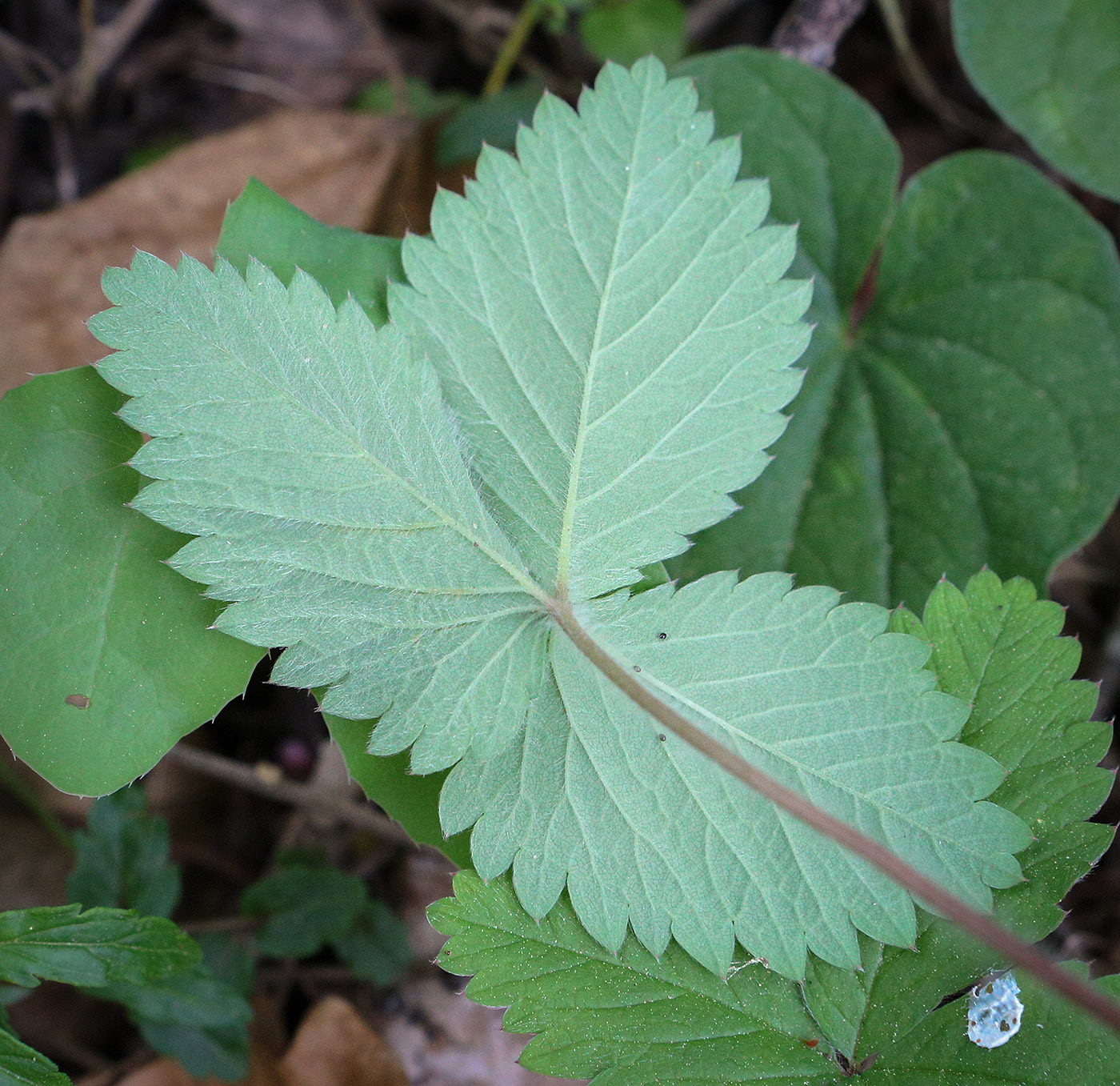 Image of Potentilla micrantha specimen.