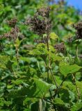 Filipendula camtschatica