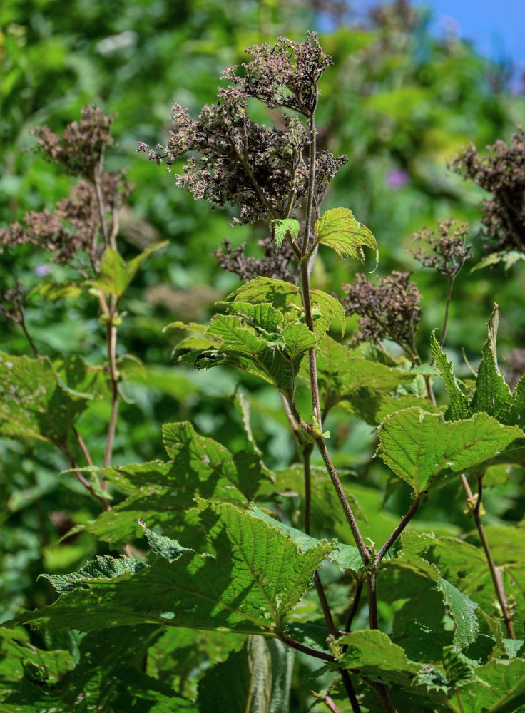 Изображение особи Filipendula camtschatica.