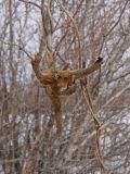 Corylus mandshurica. Прошлогоднее соплодие. Хабаровский край, окр. г. Комсомольск-на-Амуре, опушка смешанного леса. 28.01.2024.