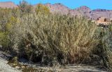 Arundo donax