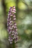 Orchis purpurea ssp. caucasica