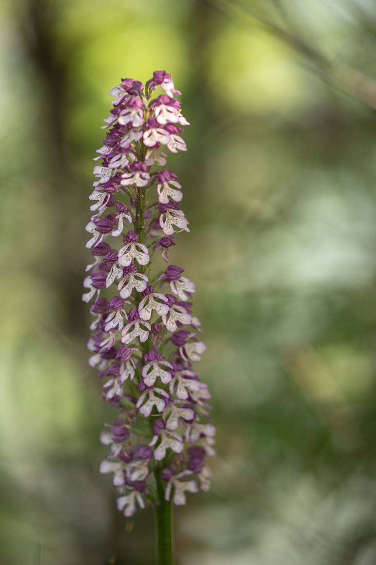 Image of Orchis purpurea ssp. caucasica specimen.