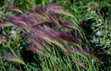 Hordeum jubatum. Соцветия. Красноярский край, Туруханский р-н, г. Игарка, подножие лугового склона, у дороги. 21.07.2023.