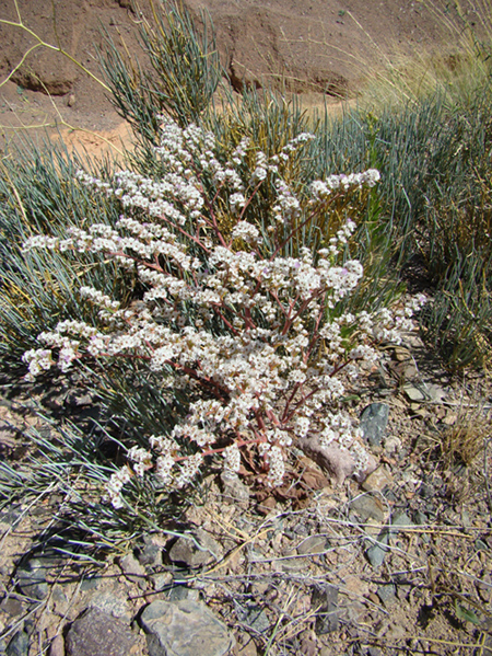 Image of Goniolimon cuspidatum specimen.