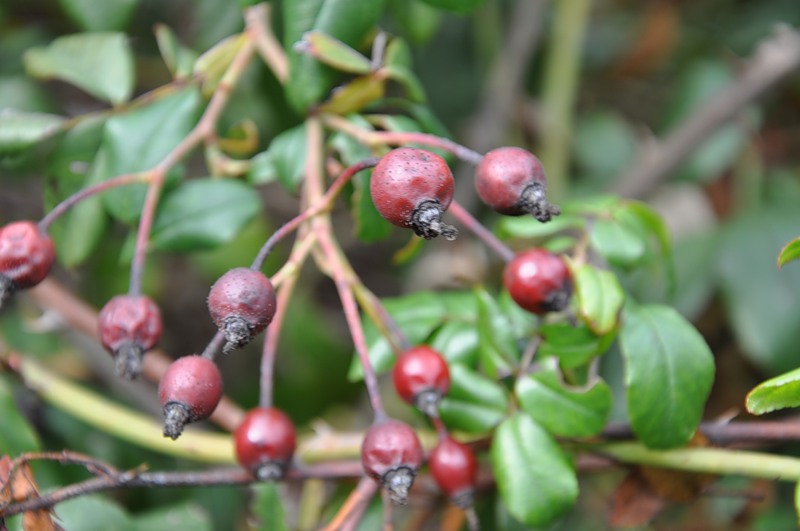 Image of Rosa sempervirens specimen.