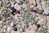Oxytropis tianschanica. Цветущее растение. Таджикистан, Горно-Бадахшанская автономная обл., Мургабский р-н, Аличурская дол., выс. ≈ 3800 м н.у.м., каменистый участок поймы реки. 4 июля 2024 г.