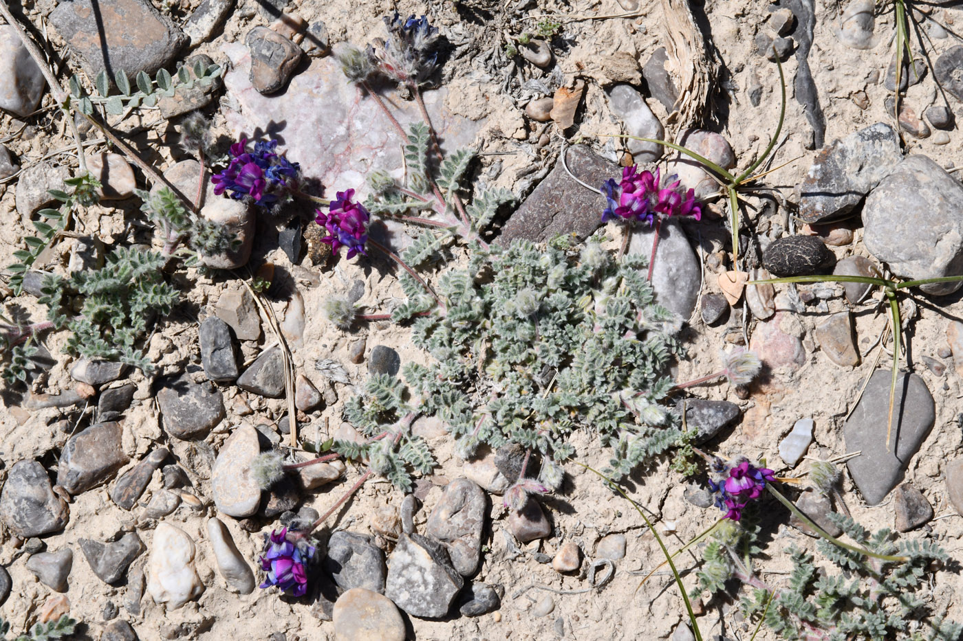 Image of Oxytropis tianschanica specimen.