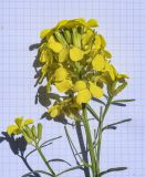 Erysimum ruscinonense. Верхушка веточки с соцветиями с цветками, бутонами и завязями. Испания, Каталония, пров. Жирона, комарка Рипольес, муниципалитет Сеткасес, окр. курорта \"Вальтер 2000\", ≈1900 м н.у.м., крутой склон юго-западной экспозиции, прогалина в сосновом (Pinus uncinata) лесу. 23.06.2024.
