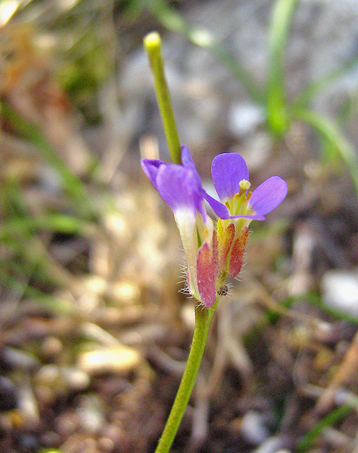 Image of Arabis verna specimen.