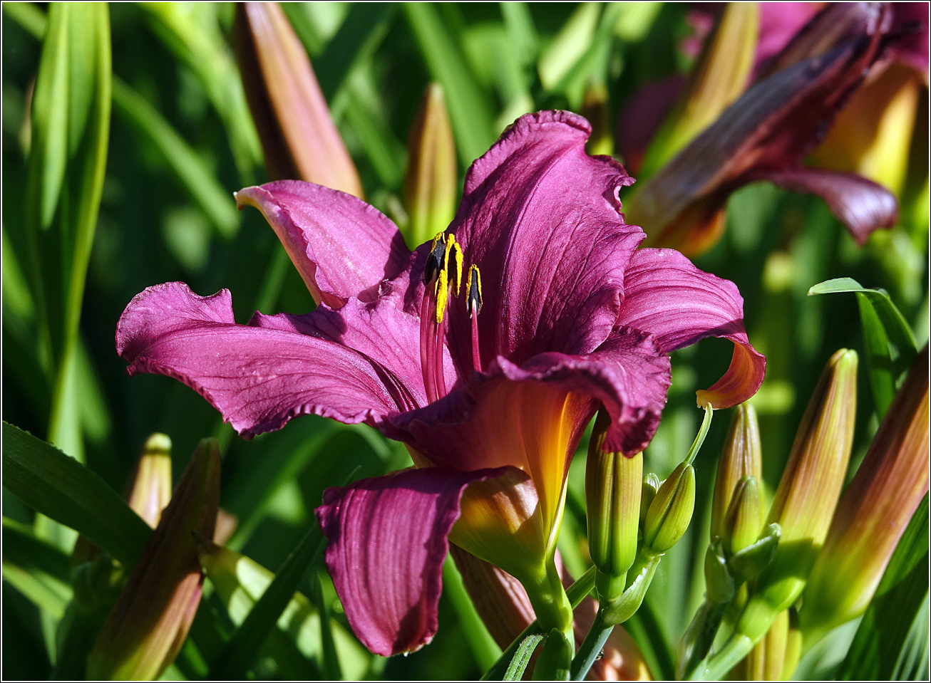 Image of Hemerocallis &times; hybrida specimen.