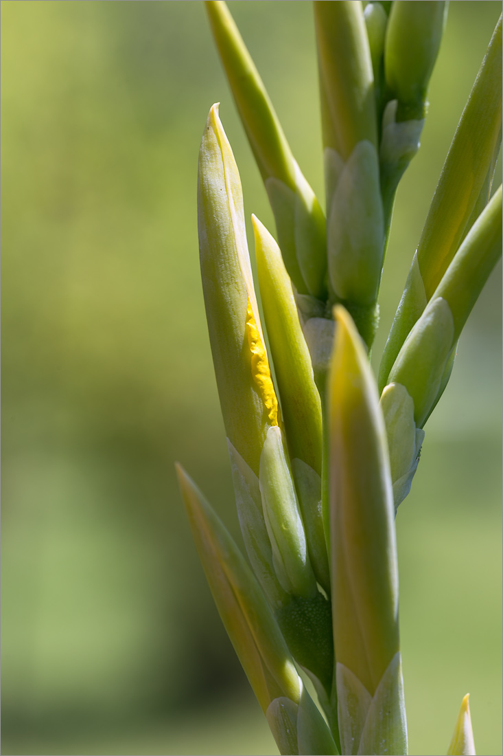 Image of genus Canna specimen.