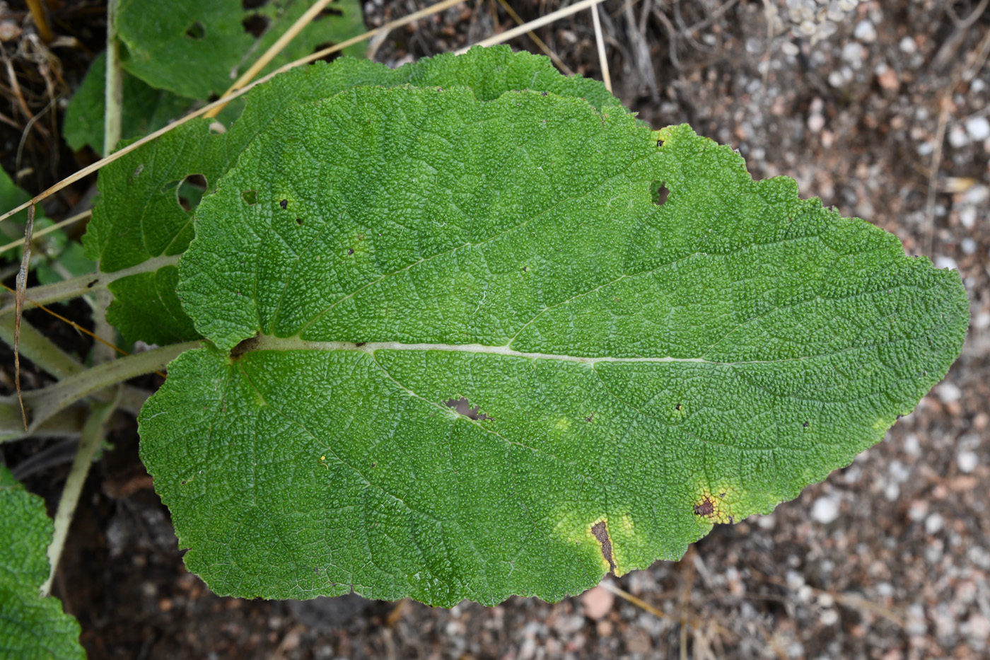 Изображение особи Salvia sclarea.