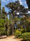 Cedrus libani