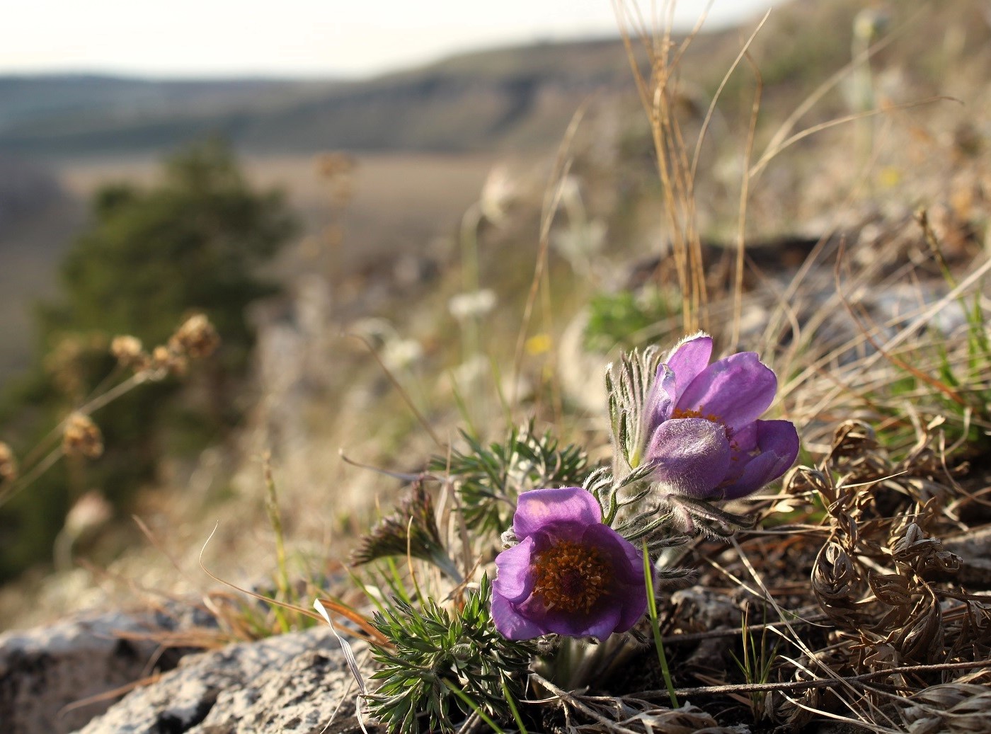 Изображение особи Pulsatilla turczaninovii.