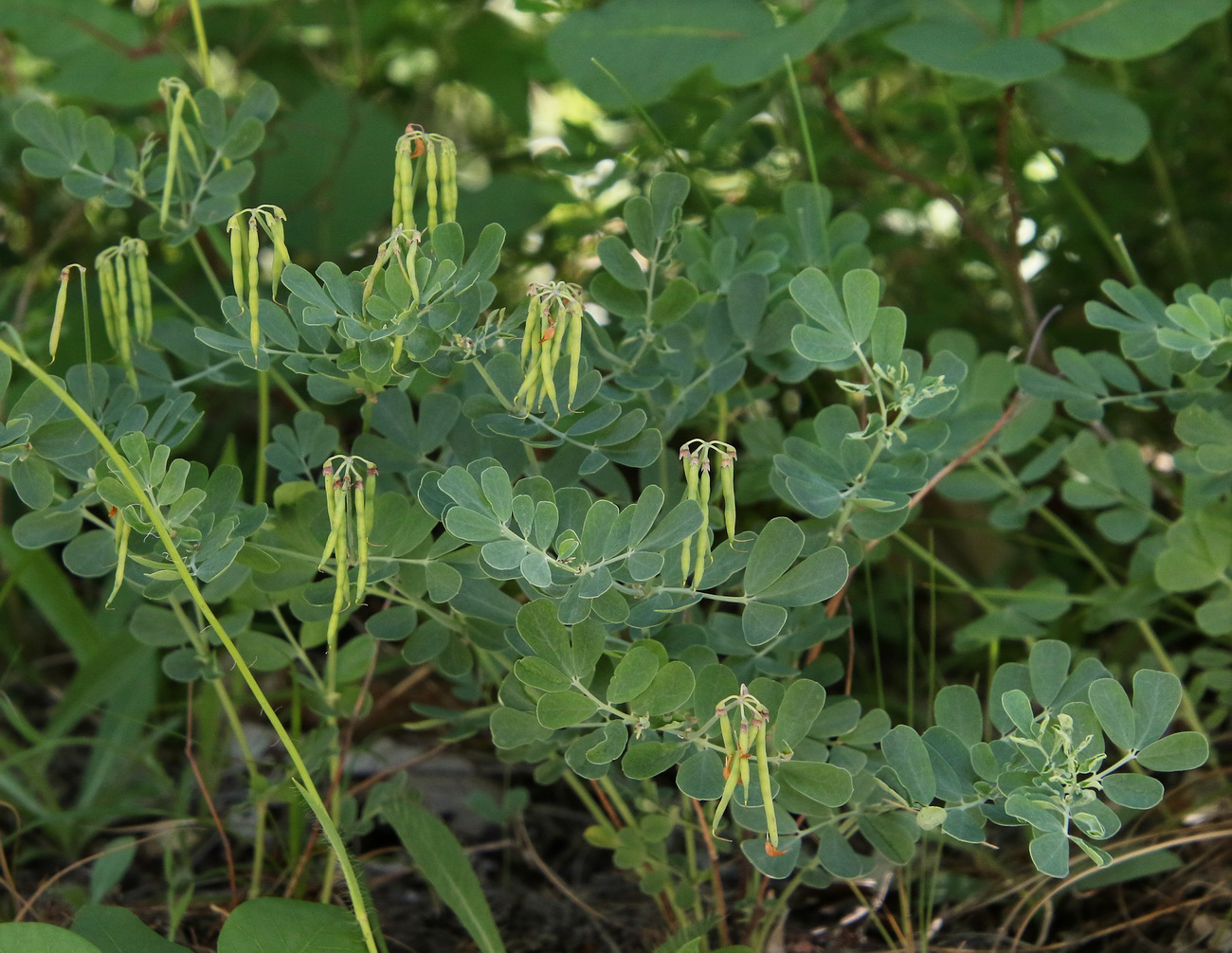Image of Coronilla coronata specimen.