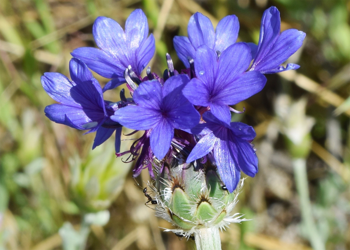 Image of Centaurea depressa specimen.