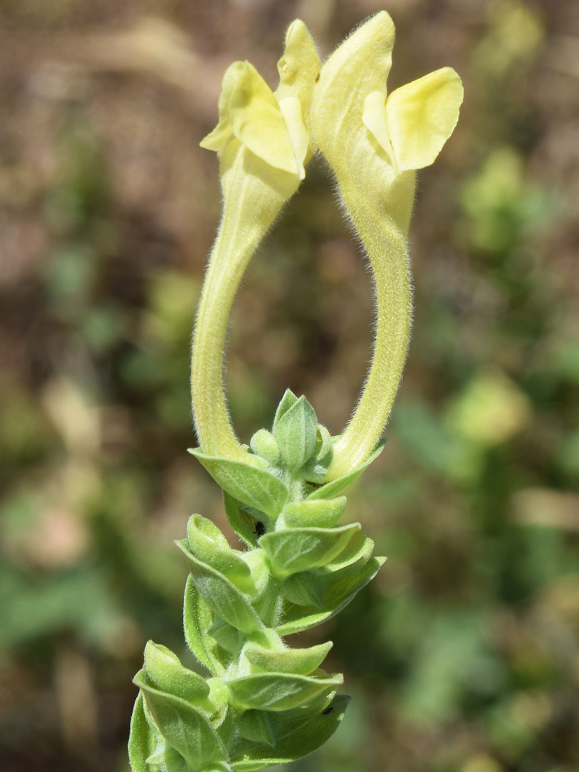Изображение особи Scutellaria microdasys.