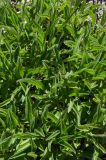 Aster serpentimontanus