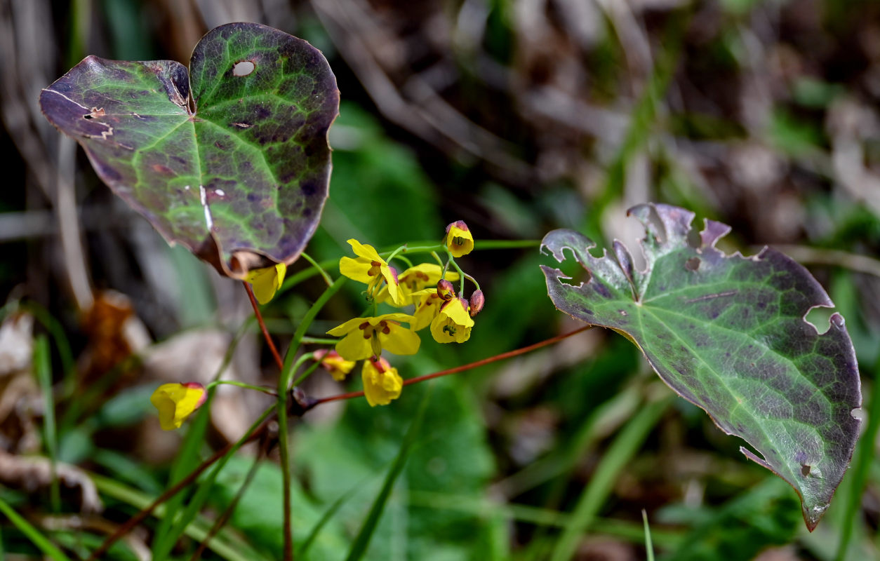 Image of Epimedium colchicum specimen.
