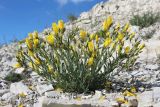 Linum tauricum. Цветущее растение. Краснодарский край, м/о г. Новороссийск, окр. станицы Натухаевская, гора Лысая, заброшенный мергелевый карьер, щебнистая россыпь. 11.05.2025.