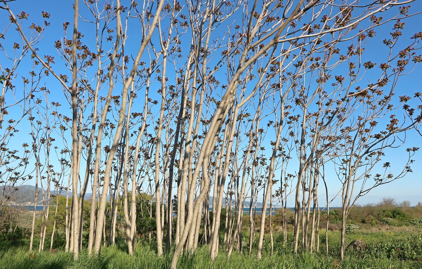 Image of Ailanthus altissima specimen.