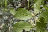 Lauro-cerasus officinalis. Часть побега с соцветиями и повреждёнными листьями (вид на абаксиальную сторону листьев). Краснодарский край, Апшеронский р-н, хр. Азиш-Тау, опушка букового леса, у лесной дороги. 24.05.2025.