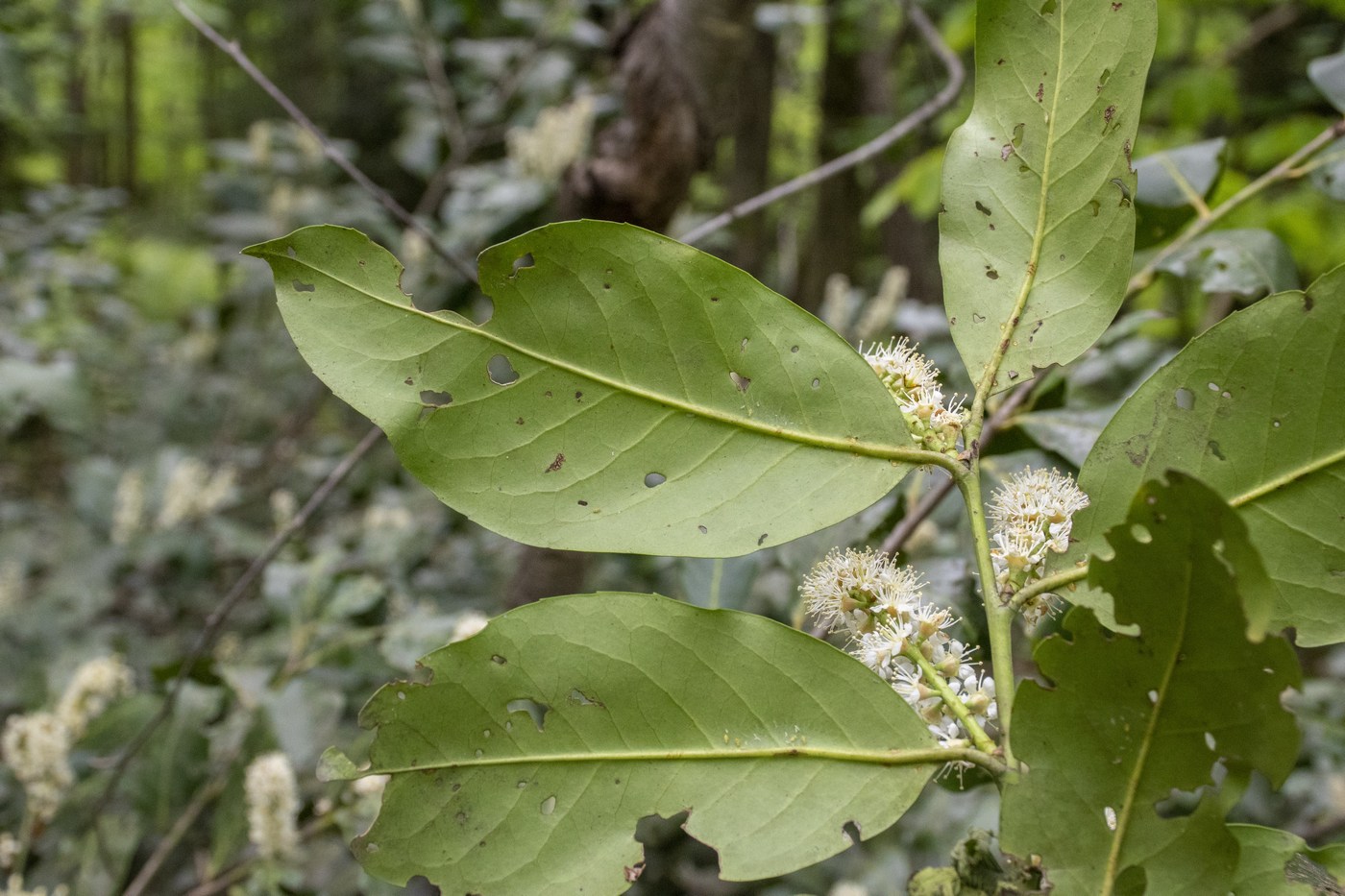 Image of Lauro-cerasus officinalis specimen.