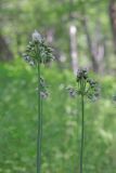 Nectaroscordum bulgaricum. Верхушки цветущих растений. Крым, Севастополь, Ай-Петринская яйла, лиственный лес. 08.06.2025.