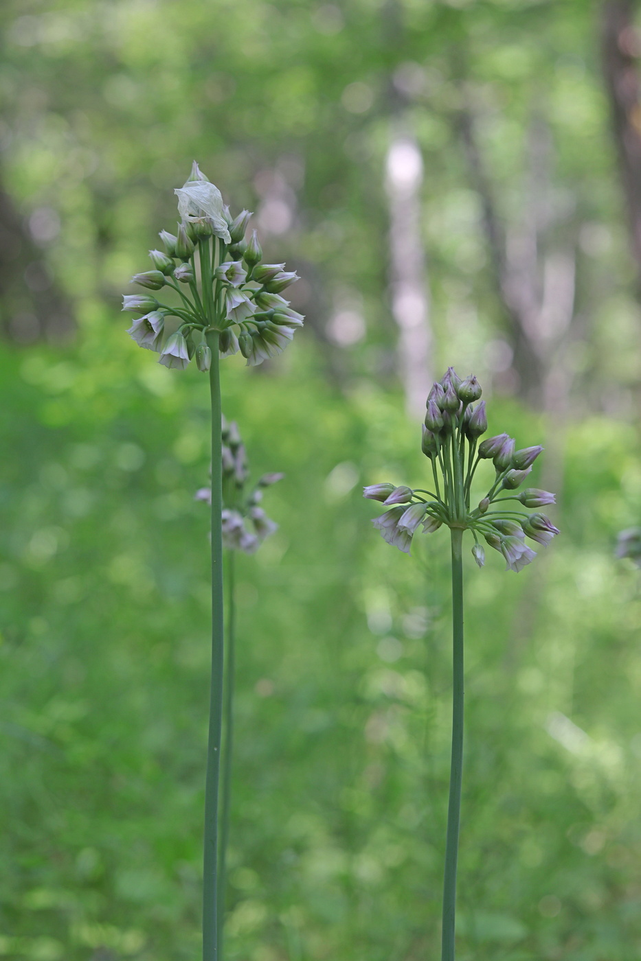 Image of Nectaroscordum bulgaricum specimen.