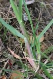 Dactylis glomerata