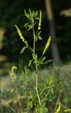 Melilotus officinalis