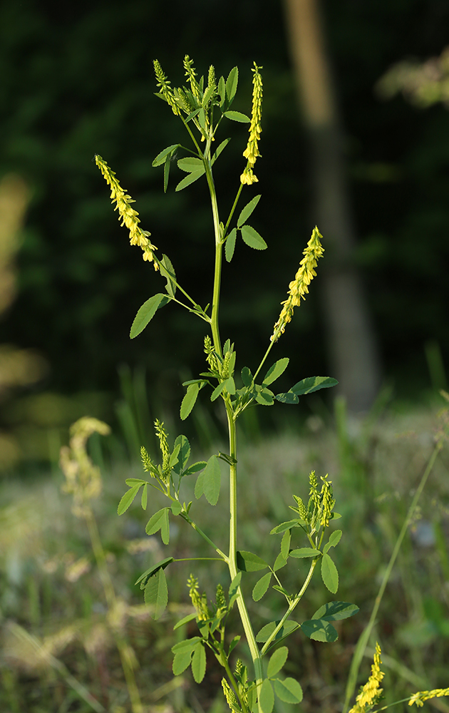 Image of Melilotus officinalis specimen.