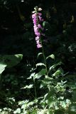 Digitalis purpurea. Цветущее растение. Санкт-Петербург, Кировский р-н, двор жилого дома, в тенистом палисаднике. 12.07.2025.