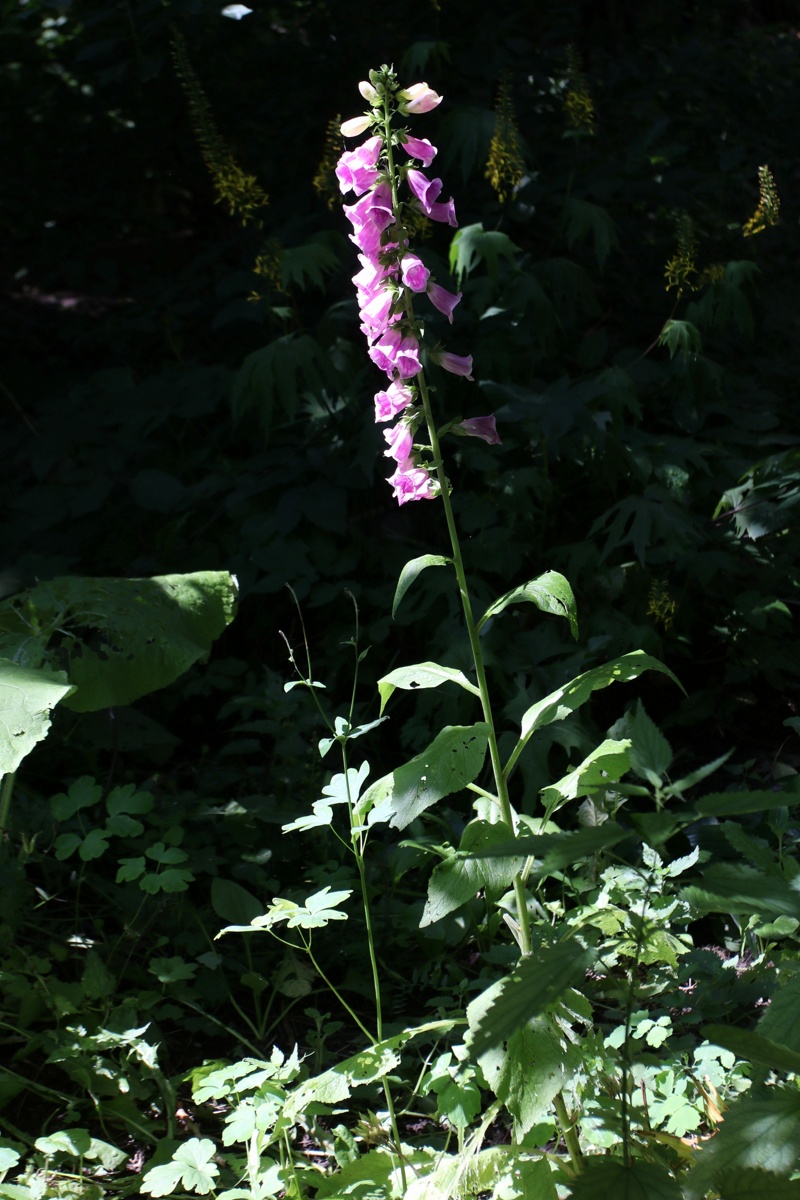 Image of Digitalis purpurea specimen.