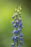 genus Delphinium